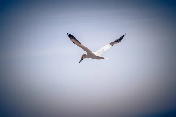 Ένας Λευκός Γλάρος Μαύρες Άκρες Από Φτερά Που Πετούν Ειρηνικά — Φωτογραφία Αρχείου