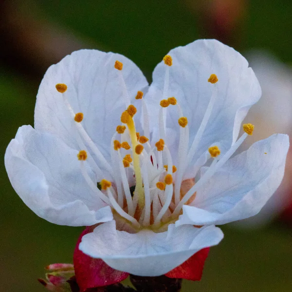 陽射しの下で可愛い桜のライトアップ — ストック写真