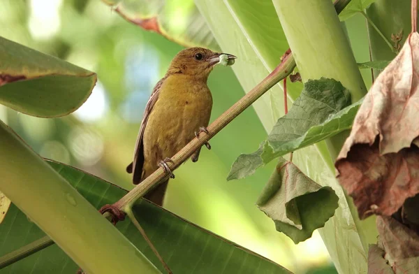 Tiro Perto Tanager Ocidental Empoleirado Ramo Com Comida Bico — Fotografia de Stock