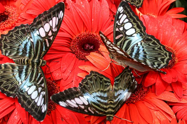 Three Butterflies Open Wings Sit Red Gerbera Blossoms — Stock Photo, Image