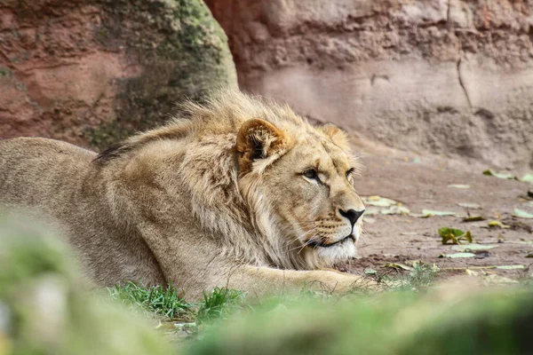 Schöne Aufnahme Eines Löwen Der Sich Der Nähe Von Felsen — Stockfoto
