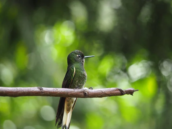 Primer Plano Disparó Hermoso Pajarito Posado Rama Del Árbol Sobre — Foto de Stock