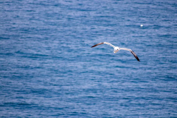 Hermoso Tiro Pájaro Alcatraces Del Norte Volando Sobre Mar — Foto de Stock