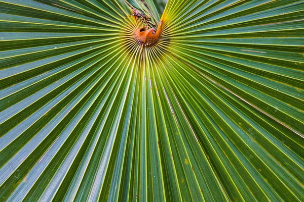 Gros Plan Feuilles Palmier Vert Forme Éventail — Photo