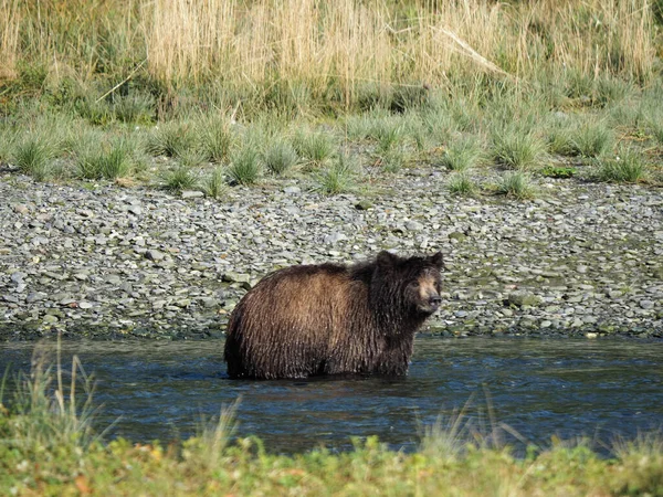 Nahaufnahme Eines Braunbären Der Wasser Sitzt — Stockfoto