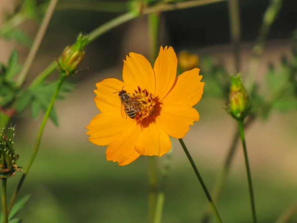 Eine Nahaufnahme Eines Insekts Auf Einer Blühenden Orangen Blume Grünen — Stockfoto