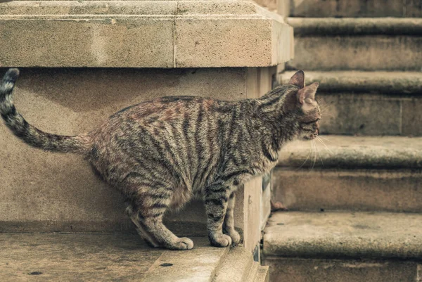 Μια Κοντινή Φωτογραφία Μιας Κοντής Γάτας Κοντά Έναν Τοίχο Από — Φωτογραφία Αρχείου