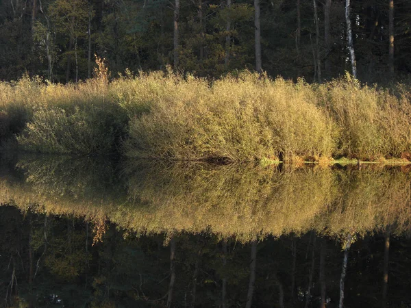 Een Prachtige Opname Van Struiken Reflecterend Het Water Van Het — Stockfoto