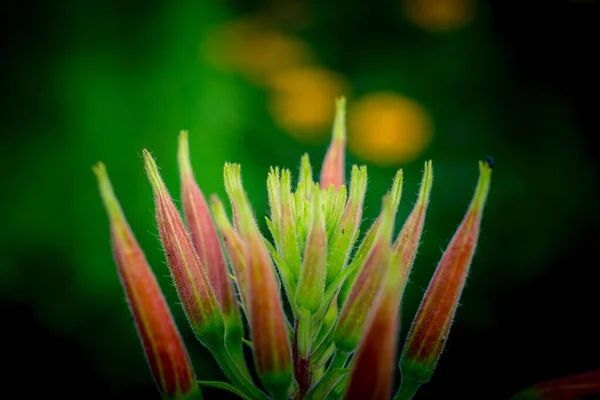 Primo Piano Simpatico Fiore Esotico Sotto Luce Del Sole — Foto Stock