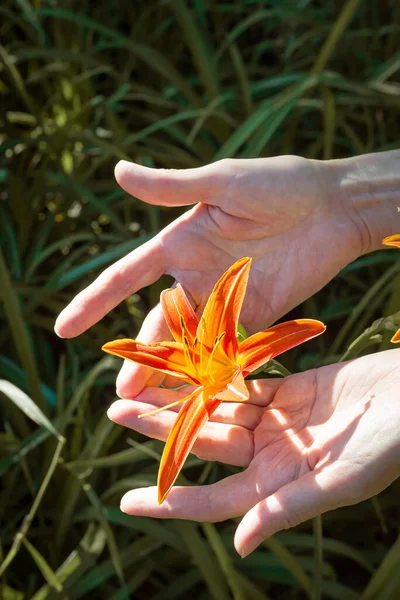 Mulher Segurando Uma Frágil Flor Lílio Laranja Suas Mãos Delicadas — Fotografia de Stock