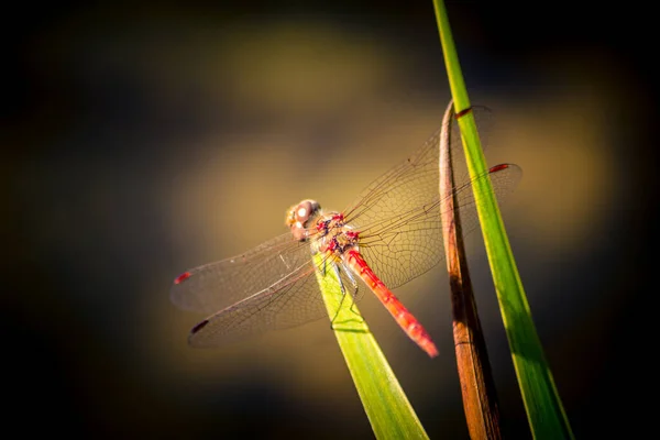 Een Closeup Van Een Libelle Een Plant Een Wazige Achtergrond — Stockfoto