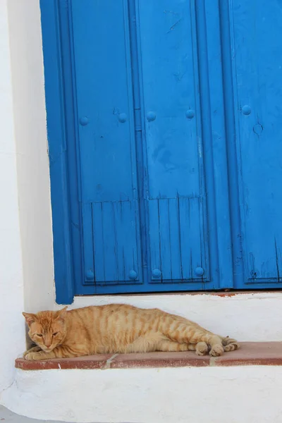 Mavi Bir Ahşap Kapının Altında Yatan Sevimli Kızıl Bir Kedinin — Stok fotoğraf