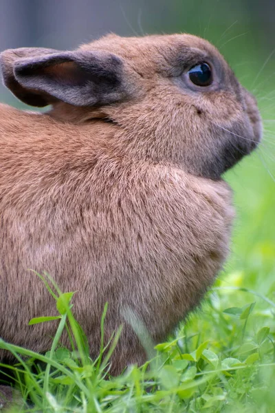 Une Mise Point Sélective Lapin Mignon — Photo