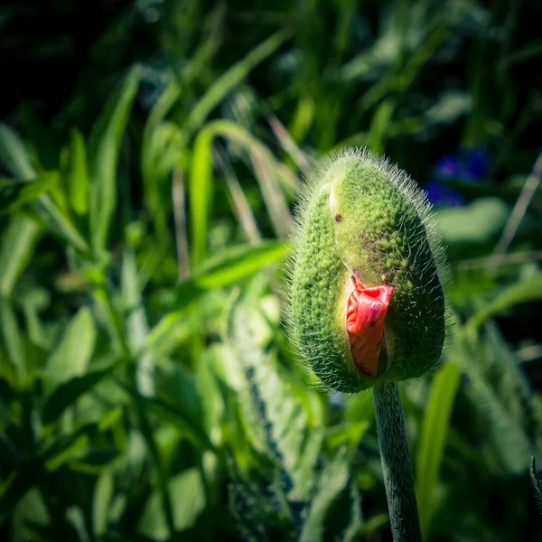 Makro Ujęcie Tulipanowego Pączka Ogrodzie Pod Sunlight — Zdjęcie stockowe
