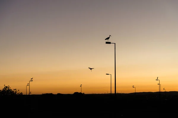 Una Fascinante Toma Cigüeñas Sentadas Farolas Atardecer — Foto de Stock