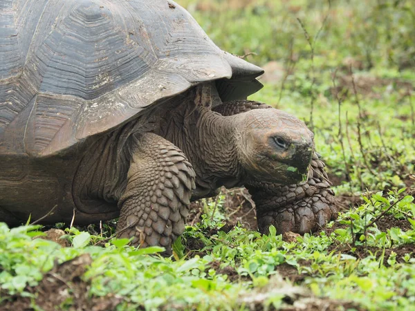 Selective Focus Shot Big Gray Tortoise — Stock Photo, Image