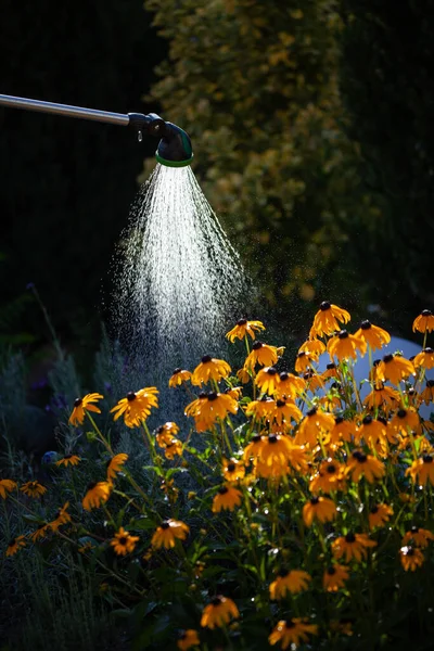 Вертикальний Знімок Розпилювальної Сопла Поливає Жовті Квіти Саду Під Сонячним — стокове фото