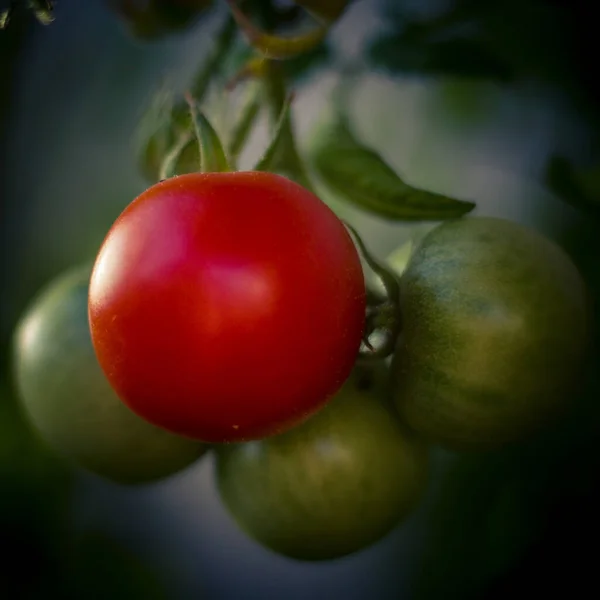Close Tomates Vermelhos Verdes Crescendo Uma Estufa — Fotografia de Stock