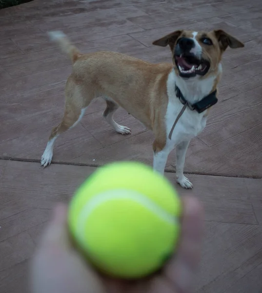 Egy Vicces Kutya Homályos Kézen Keresztül Egy Teniszlabdával Kezében — Stock Fotó