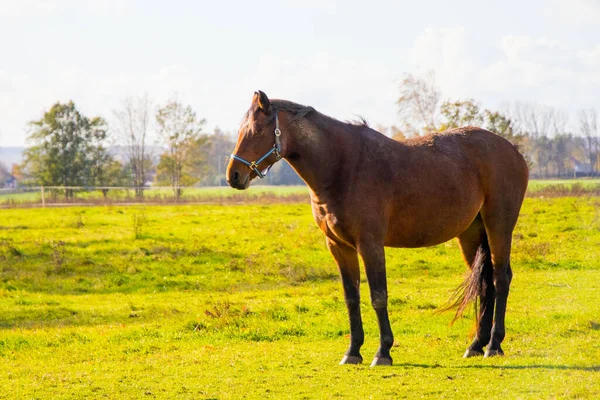 一匹棕色的马站在绿地里的特写镜头 完美的背景 — 图库照片