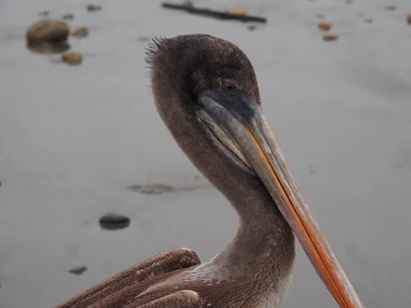 Close Pelicano Marrom — Fotografia de Stock