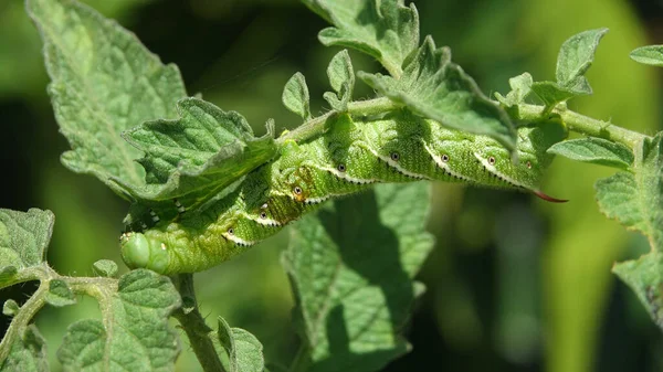 Tobacco Hookworm Feeding Tomato Plant Often Confused Tomato Hookworm — Stock Photo, Image