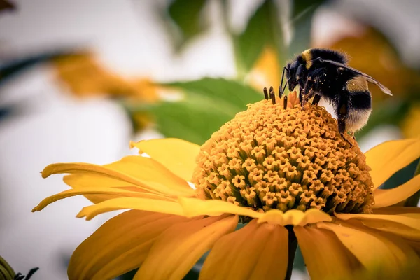 Primer Plano Una Abeja Sobre Una Flor Naranja Perfecto Para — Foto de Stock