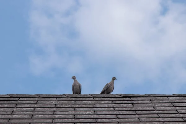 Nízký Úhel Výstřelu Dvou Ptáků Sedících Střeše — Stock fotografie