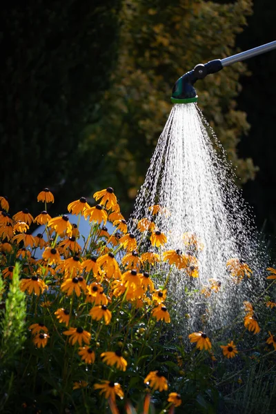 Eine Vertikale Aufnahme Einer Sprühdüse Die Gelbe Sonnenhut Einem Garten — Stockfoto