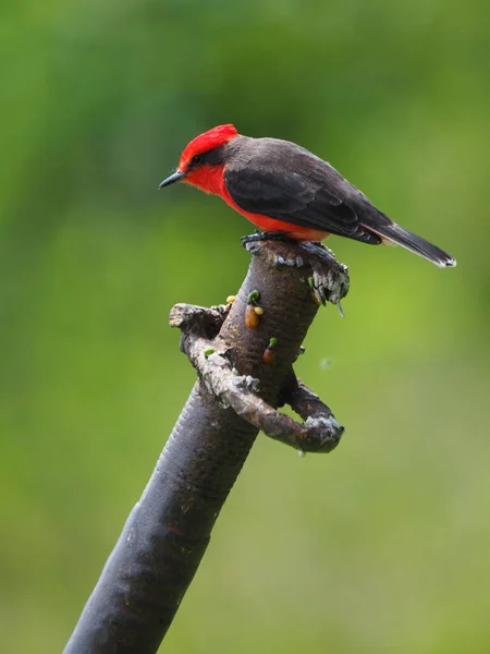 Een Close Schot Een Mooie Vink Neergestreken Boomtak Wazige Achtergrond — Stockfoto