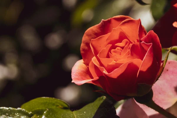 Primer Plano Una Hermosa Rosa Roja Jardín Bajo Luz Del — Foto de Stock