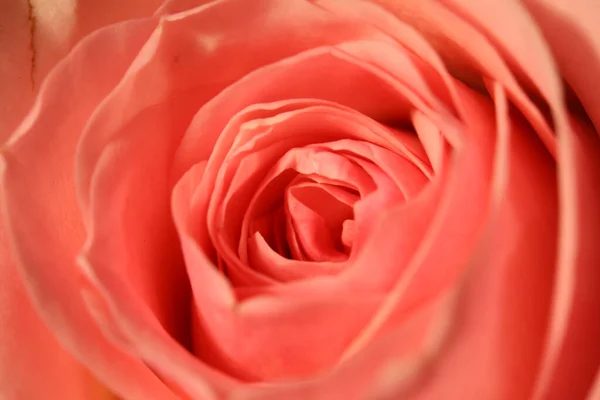 満開の赤いバラのクローズアップショット — ストック写真