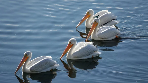 Eine Schar Amerikanischer Pelikane Schwimmt Auf Einem Teich Unter Der — Stockfoto