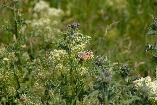 Nahaufnahme Eines Schmetterlings Auf Der Blume — Stockfoto