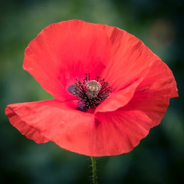 Gros Plan Une Fleur Fleurie Colorée Parfait Pour Fond — Photo