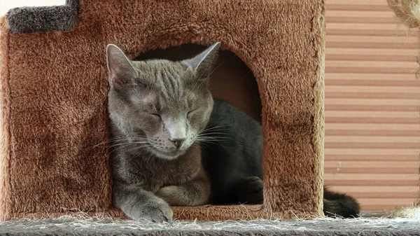 Μια Γκρίζα Γάτα Κοιμάται Ένα Σπίτι Πάνω Μια Γατοδένδρα — Φωτογραφία Αρχείου