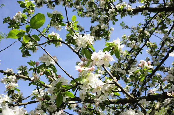 Piękne Zdjęcie Kwiatów Kwiatu Drzewie Pod Błękitnym Niebem — Zdjęcie stockowe