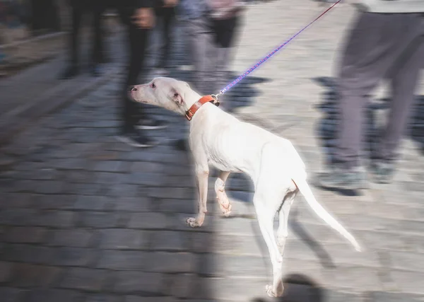 Strzał Bliska Białego Towarzysza Psa — Zdjęcie stockowe