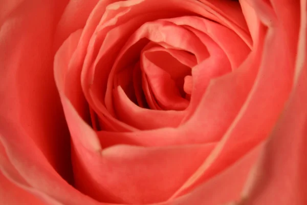 Primer Plano Una Rosa Roja Floreciente —  Fotos de Stock