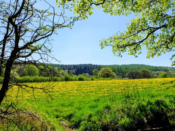 Dlouhé Pole Pokryté Rozkvetlými Žlutými Květy Obklopené Stromy — Stock fotografie