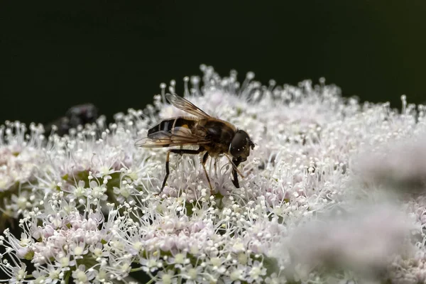 Een Closeup Van Een Bee Een Witte Bloemen — Stockfoto
