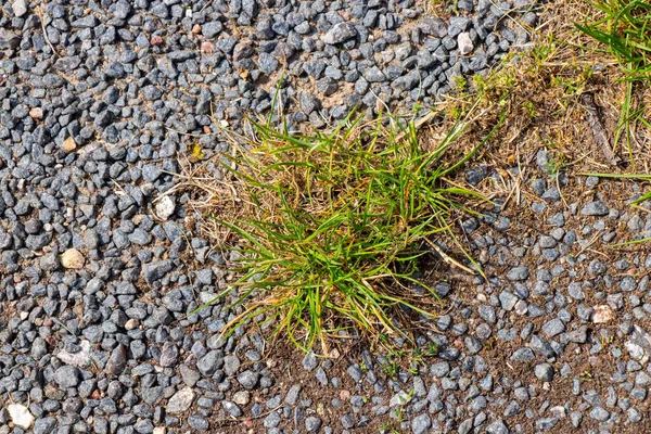 Eine Nahaufnahme Von Kurzem Grünen Gras Das Zwischen Kieselsteinen Wächst — Stockfoto