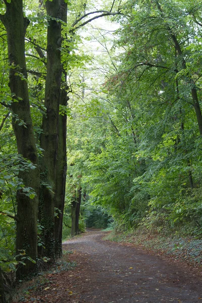 Bel Colpo Verticale Sentiero Che Conduce Attraverso Una Foresta Verde — Foto Stock