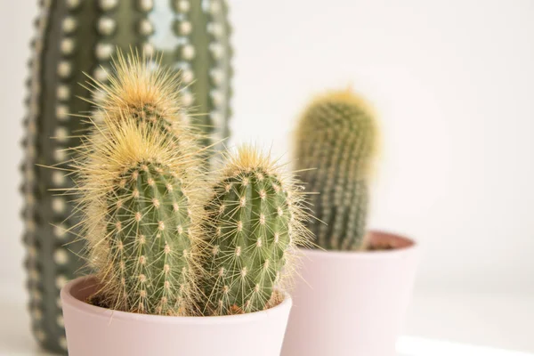 Primo Piano Dei Cactus Con Spine Affilate Nelle Pentole — Foto Stock