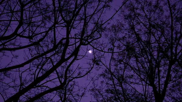 群树的枝条映衬着夜空 一轮灿烂的月亮 — 图库照片