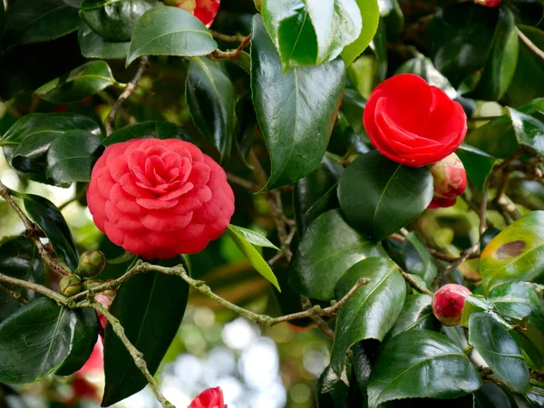 Zbliżenie Ujęcie Czerwonych Kamelii Kwiaty Ogrodzie — Zdjęcie stockowe