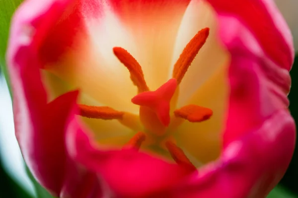 Gros Plan Une Fleur Tulipe Rose — Photo