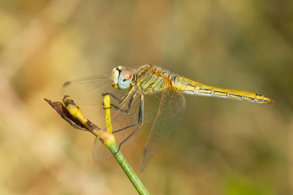Closeup Shot Colorful Dragonfly Looking Food — Stock Photo, Image