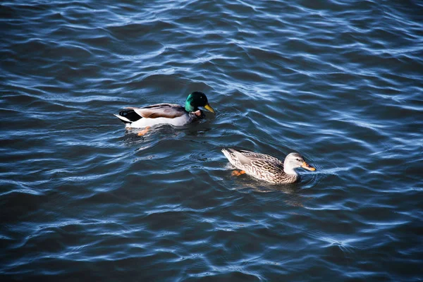 Tiro Ângulo Alto Dois Patos Ballard Mar — Fotografia de Stock