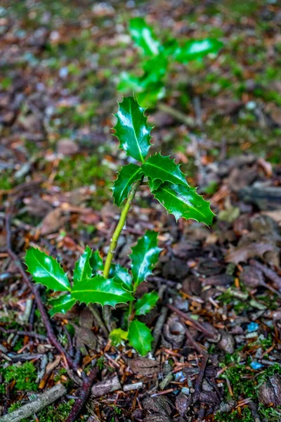 Een Verticaal Schot Van Groen Puntige Bladeren Een Bosgrond Bij — Stockfoto